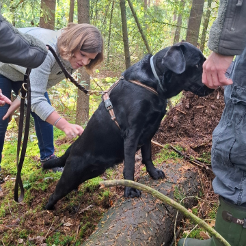 Physioübungen_im_Wald_für_den_Hund