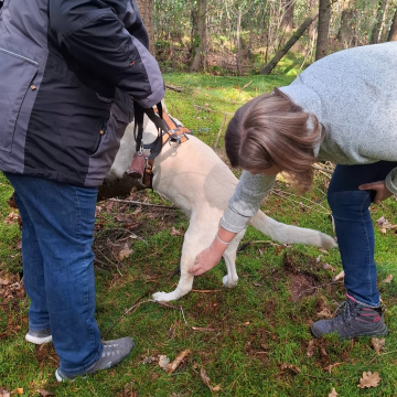 Physiowalk_für_den_Hund_mit_pfotenglück_Zuhause