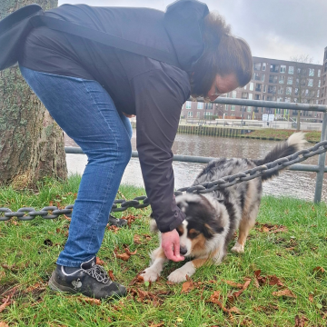Dehnübungen_für_den_Hund