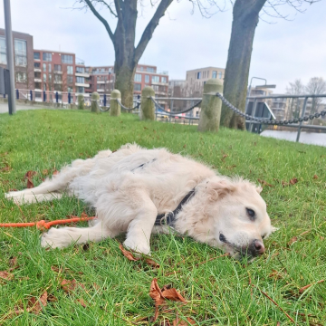 Ruhepause_nach_körperlicher_Auslastung_für_Goldi