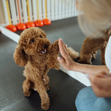 Doodle_Physiotherapie_Hundeschule