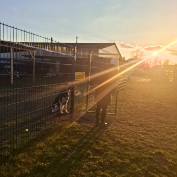 Training_für_erwachsene_Hunde_Basiskurs