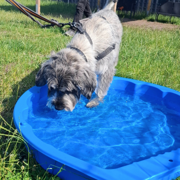 Wasserspiele_im_Sommer_mit_Schnauzer