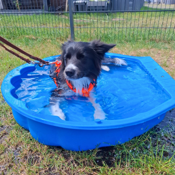 Border_Collie_kühlt_sich_im_Wasser_ab