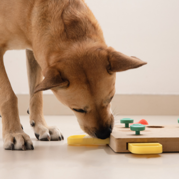 Auslastung_fuer_den_Hund_mit_Intelligenzspielzeug