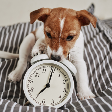 Early_Bird_Hundetraining