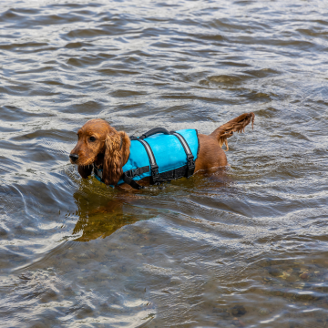 Hund_lernt_mit_Schwimmweste_schwimmen