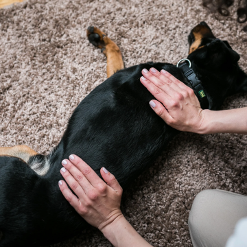 Massagekurs_am_Hund_führt_zur_Entpannung