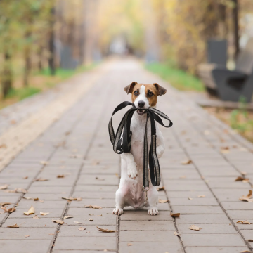 Hunde_im_Freilauf_mit_Leine_im_Maul