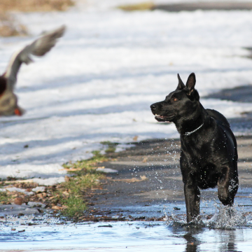 Hund_jagt_Ente