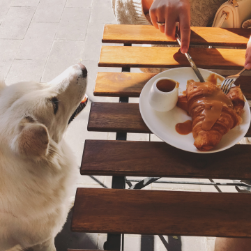 Hundetraining_im_Restaurant